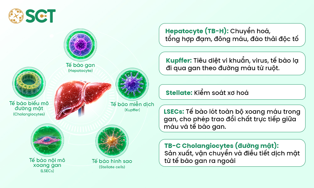 3. Bộ xét nghiệm 5 tế bào gan